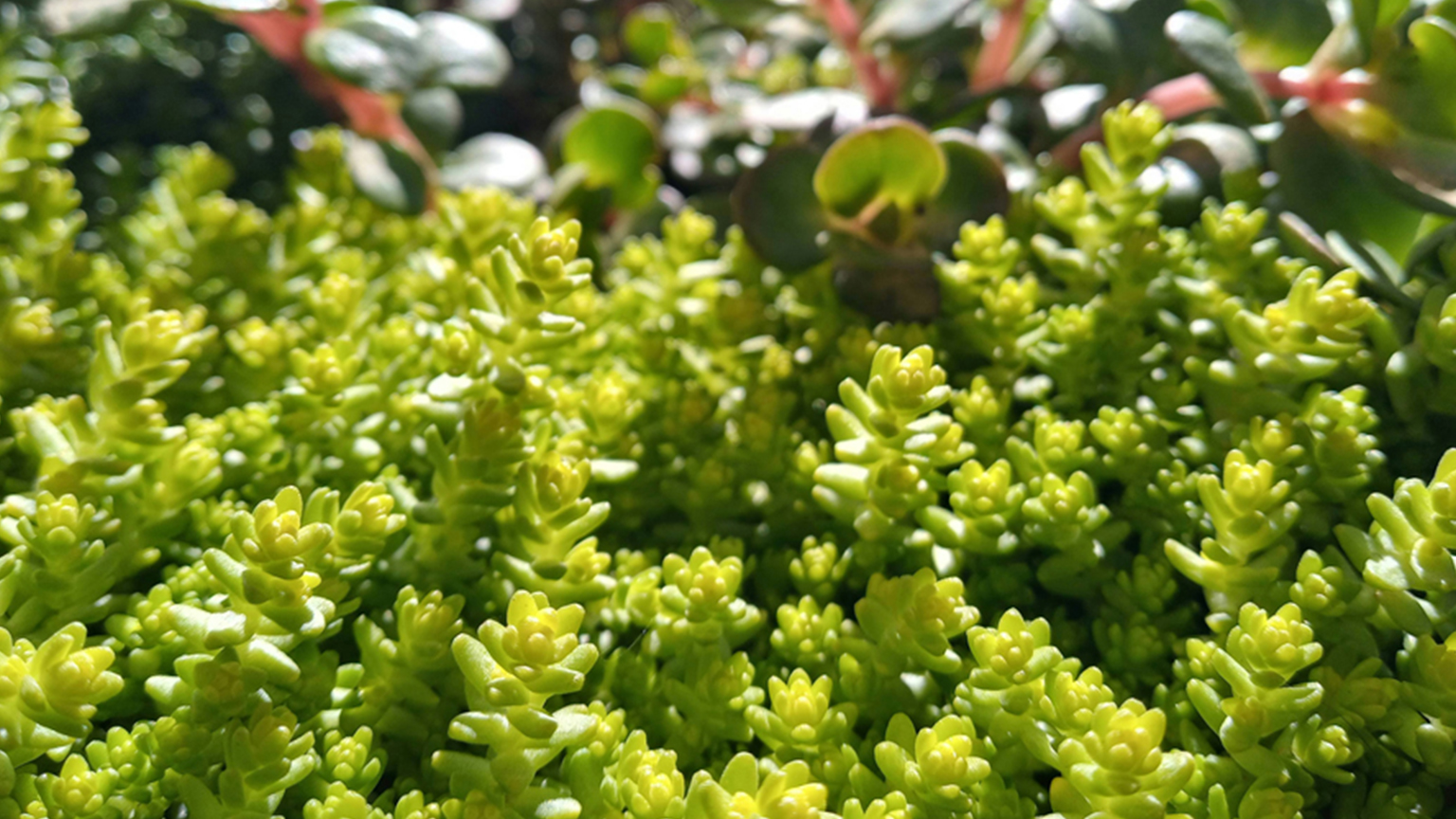 Nahaufnahme von Sedum-Pflanzen als Teil einer extensiven Dachbegrünung