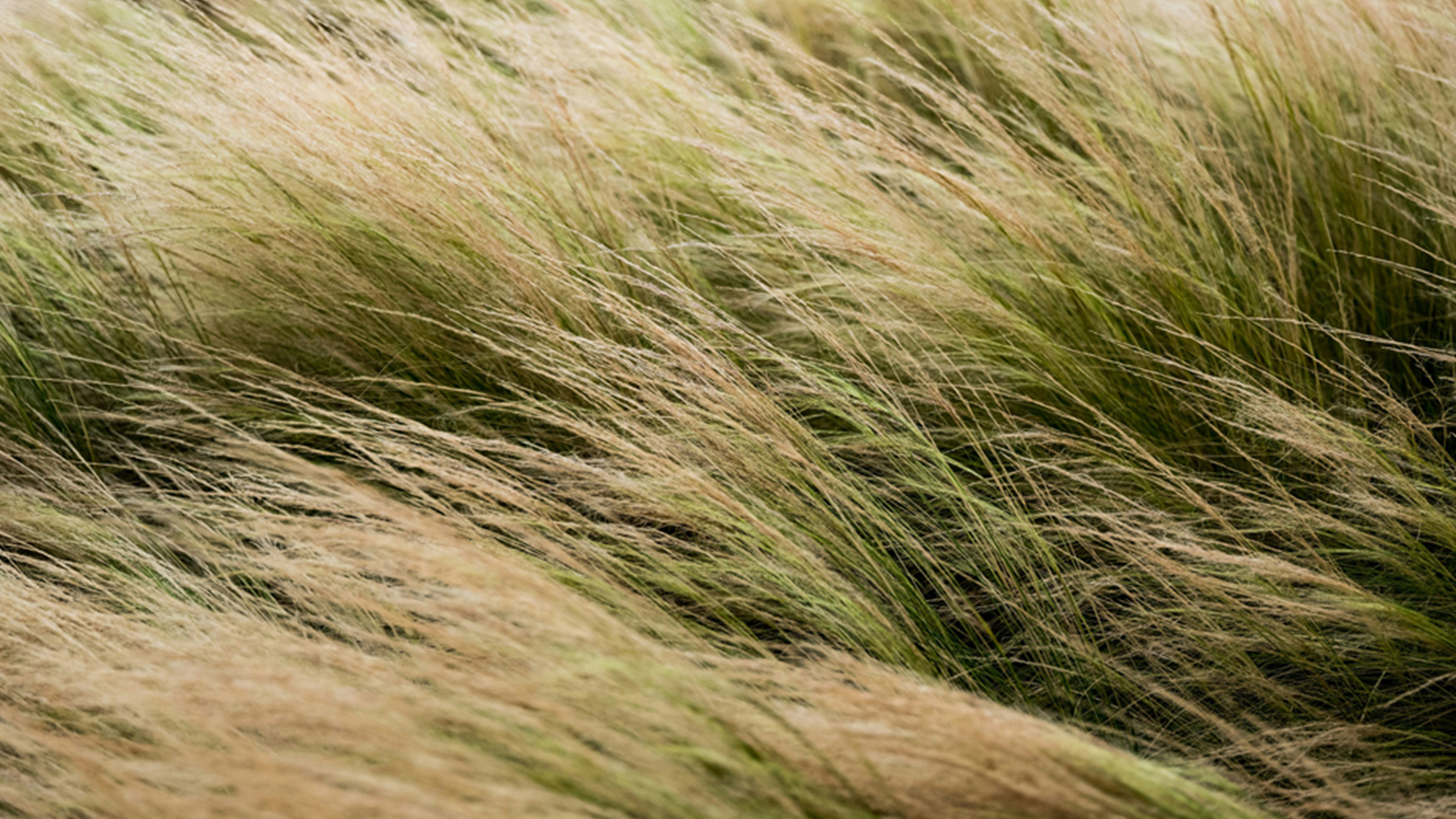 Ziergras im Wind als pflegeleichte Begrünung für Garagendächer oder Gärten