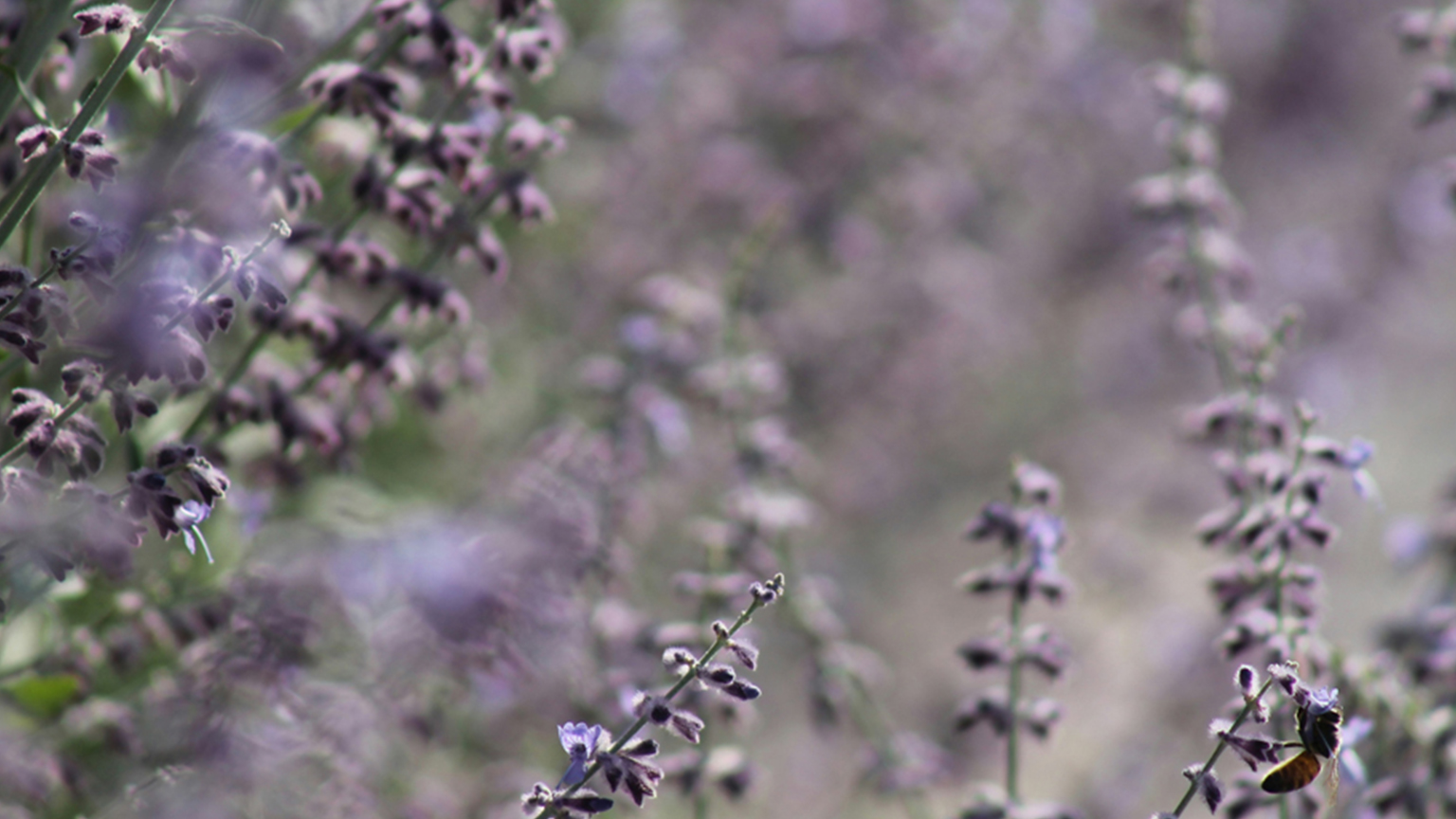 Blühende Salbeipflanzen mit einer Biene, unscharfer Hintergrund in Violetttönen