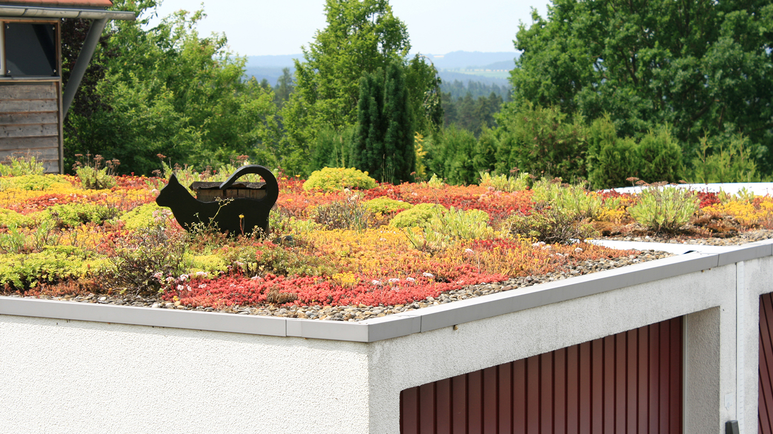 zapf_blog_beitragstitel_gruenes_dach Begrüntes Garagendach mit bunten Sedum-Pflanzen und Katzenfigur aus Metall.