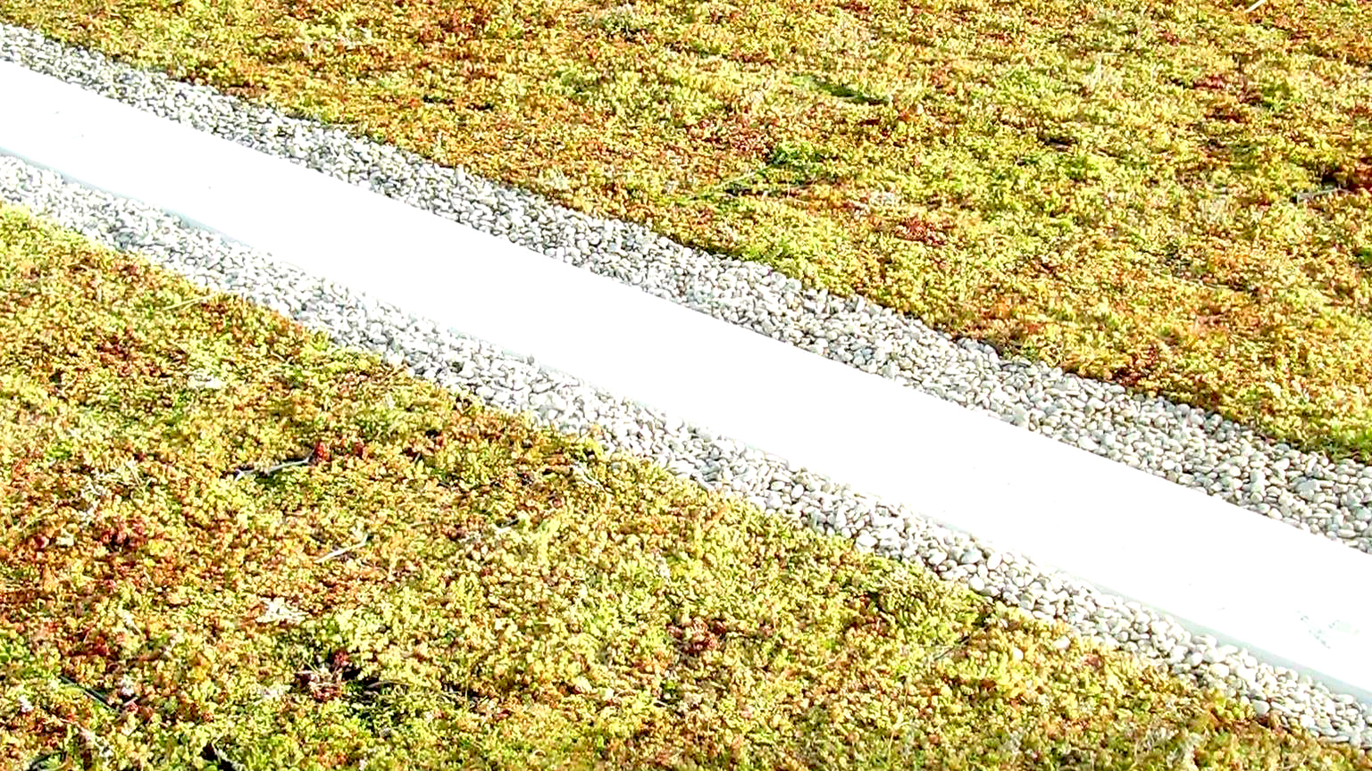 zapf_blog_beitragstitel_oase Begrüntes Garagendach mit mittigem Kiesstreifen zur Entwässerung.