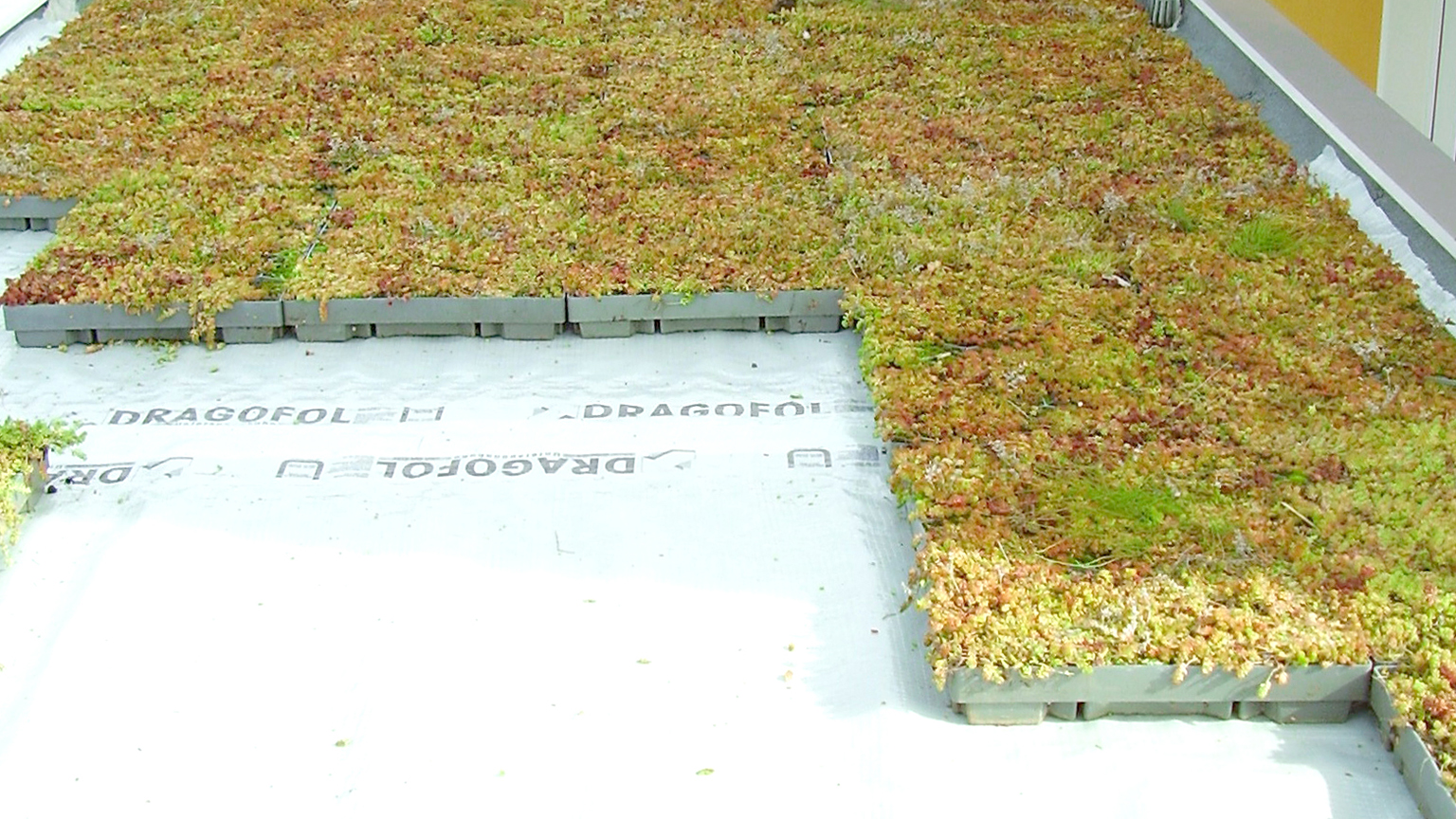 Begrüntes Dach mit teilweise verlegten Vegetationsplatten auf Schutzfolie.